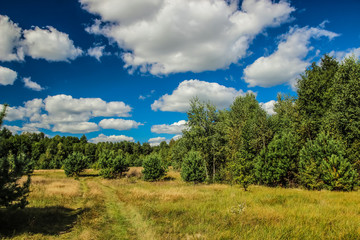 Fototapeta premium Summer landscape with forest