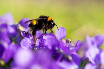 violets growing in a meadow