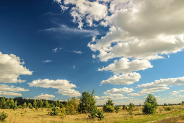 Obraz premium Summer landscape with forest