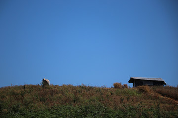 Obraz premium Back of Cow standing on hill near the hut with blue sky background