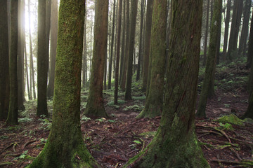 Obraz premium Wielkie drzewo na obszarze parku narodowego Alishan na Tajwanie