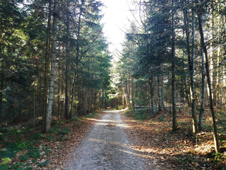 Fototapeta premium Moody view of autumn's fir forest road