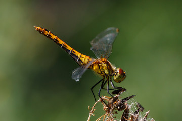 Blutrote Heidelibelle