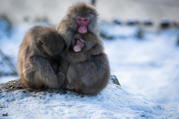 Japanese macaque monkey sitting on snow covered ground, mother hugging her babies