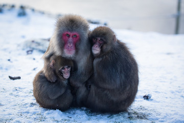 Japanese macaque monkey sitting on snow covered ground, mother hugging her babies