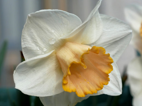 Narciso con goccia d'acqua