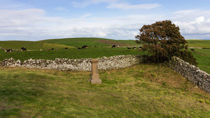Cattle in a pasture behind a rock wall and tree