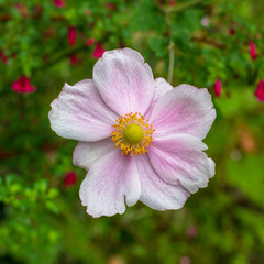 Pink and white flower with yellow center against a green background