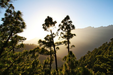 Obraz na płótnie Canvas Talpanorama mit Sonne und Kiefernbäumen; Cumbrecita, La Palma, Kanaren