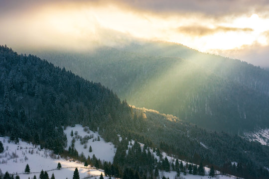 dramatic sunrise in mountains. beautiful winter scenery. beam of light through cloudy sky. spruce forest in hoarfrost on the hill