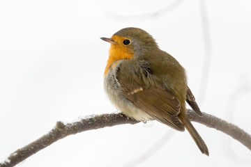 European robin