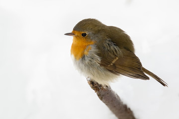 European robin