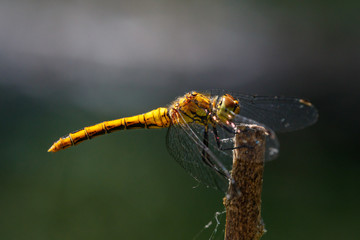 Blutrote Heidelibelle