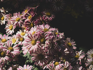 Chrysanthemum or Pot Mum, color tone adjusted to vintage tone.