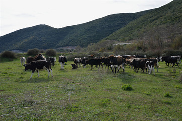 a herd of multi-colored cows and several horses graze in a meadow in the mountains on a sunny autumn afternoon