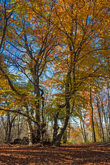 Panoramic view of the forest, with its bright colors, in an autumn afternoon.