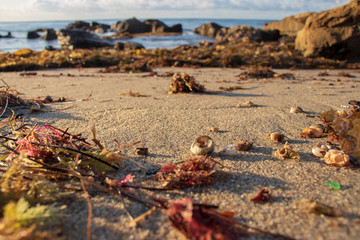 beach shell