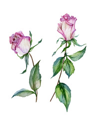 Fototapeta premium Pink rose flower on a twig. Beautiful floral set (flowers on stems with leaves). Isolated on white background.