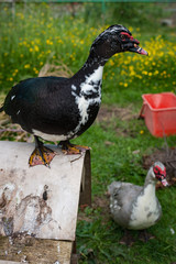 Free range Muscovy Ducks outdoors on a farm