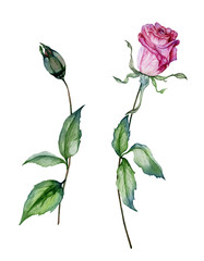 Obraz premium Pink rose flower on a twig. Beautiful floral set (flower and closed bud on stems with green leaves). Isolated on white background.