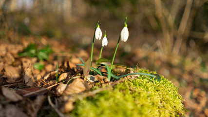 snowdrops in the forest