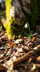Spring flowers in the forest