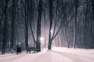 zimowy wieczór w parku - obrazy, fototapety, plakaty