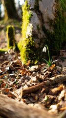 Spring flowers in the forest