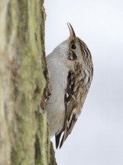 Eurasian Treecreeper