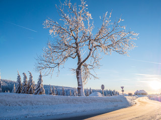 Baum in Frost