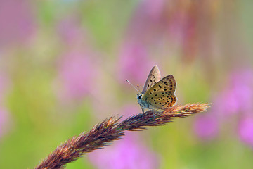 Butterfly of Silver-studded Blue sitting on dry blade close up