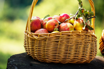 Freshly harvested Apples. Apples in grass