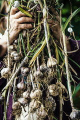 Garlic in farmers hands