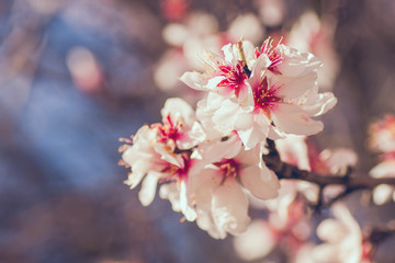 Almond tree flowering in spring