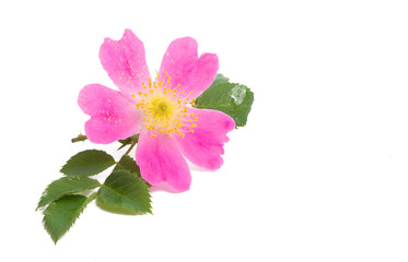 Obraz premium rosehip rose isolated