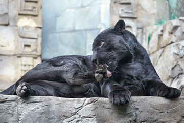 Black Panther Panthera pardus lying on the stone in zoo