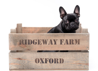 French bulldog photo shoot isolated on white backgroun