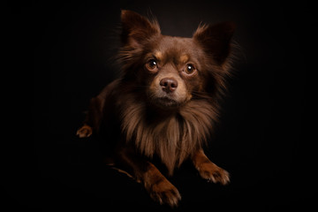 Portrait Hund braun klein Chihuahua Studio schwarzer Hintergrund 