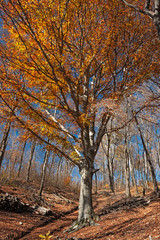 Fototapeta premium Panoramic view of the forest, with its bright colors, in an autumn afternoon.