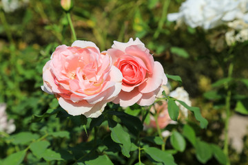 Gartengestaltung: Blühende duftende Rosen im Blumenbeet
