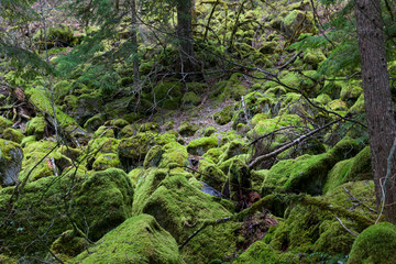 Fototapeta na wymiar Moss Covered Rocks
