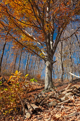 Panoramic view of the forest, with its bright colors, in an autumn afternoon.