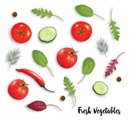 Fresh vegetables herbs and spices isolated on white background. Tomatoes, pepper, cuccumber. Vector illustrtion