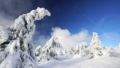 Fototapeta na wymiar schneebedeckte Tannen im Winterwald