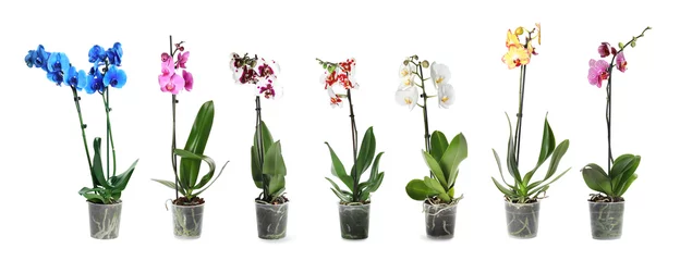 Keuken foto achterwand Orchidee Set van prachtige orchidee phalaenopsis bloemen in potten op witte achtergrond