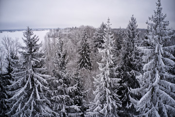 Snowy tree tops
