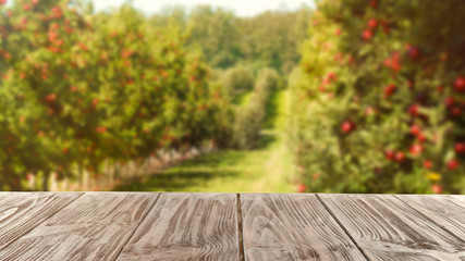 Naklejka na ściany i meble Beautiful view of apple orchard on sunny autumn day