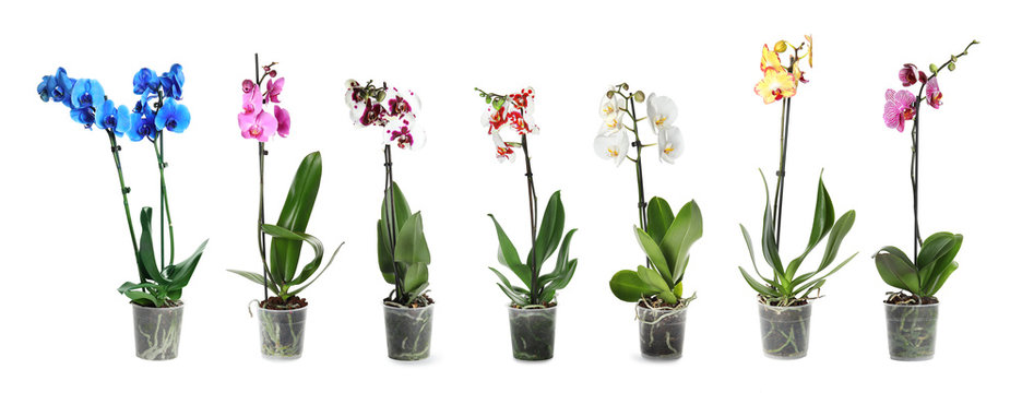 Set of beautiful orchid phalaenopsis flowers in pots on white background