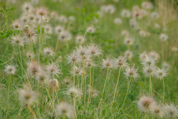 A field of fluffy faded panicles of sleep-grass