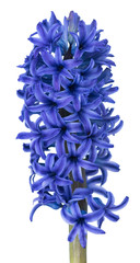 Bright blue hyacinth